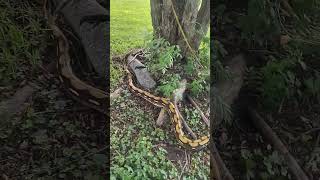 Marilyn the Reticulated python enjoying a warm day.#snake 
