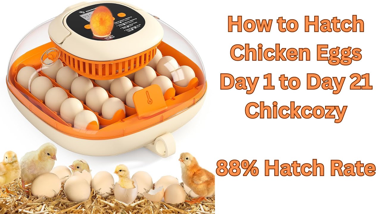 The Best Egg Incubator on Amazon | Unboxing and Hatch | Chickcozy