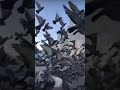 Shorts حمام الحرم Shorts حمام الحرم