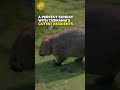 Meet Tasmania’s cutest resident, the wombat #shorts