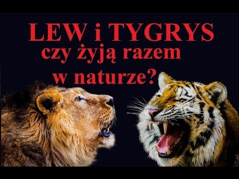 Wideo: Czym są azjatyckie gospodarki tygrysów?