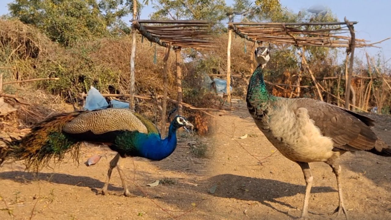 Peacock & Peafowl & Kabutar Bird's Best Voice Indian Mor/ Peafowl mix Birds All Cute Smile Puppy 