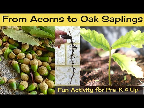 How to Grow Oak Trees from Acorns