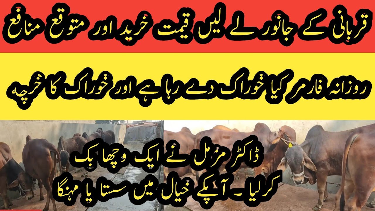 Qurbani animals business 2023 II Feeding of Qurbani animals II Profit