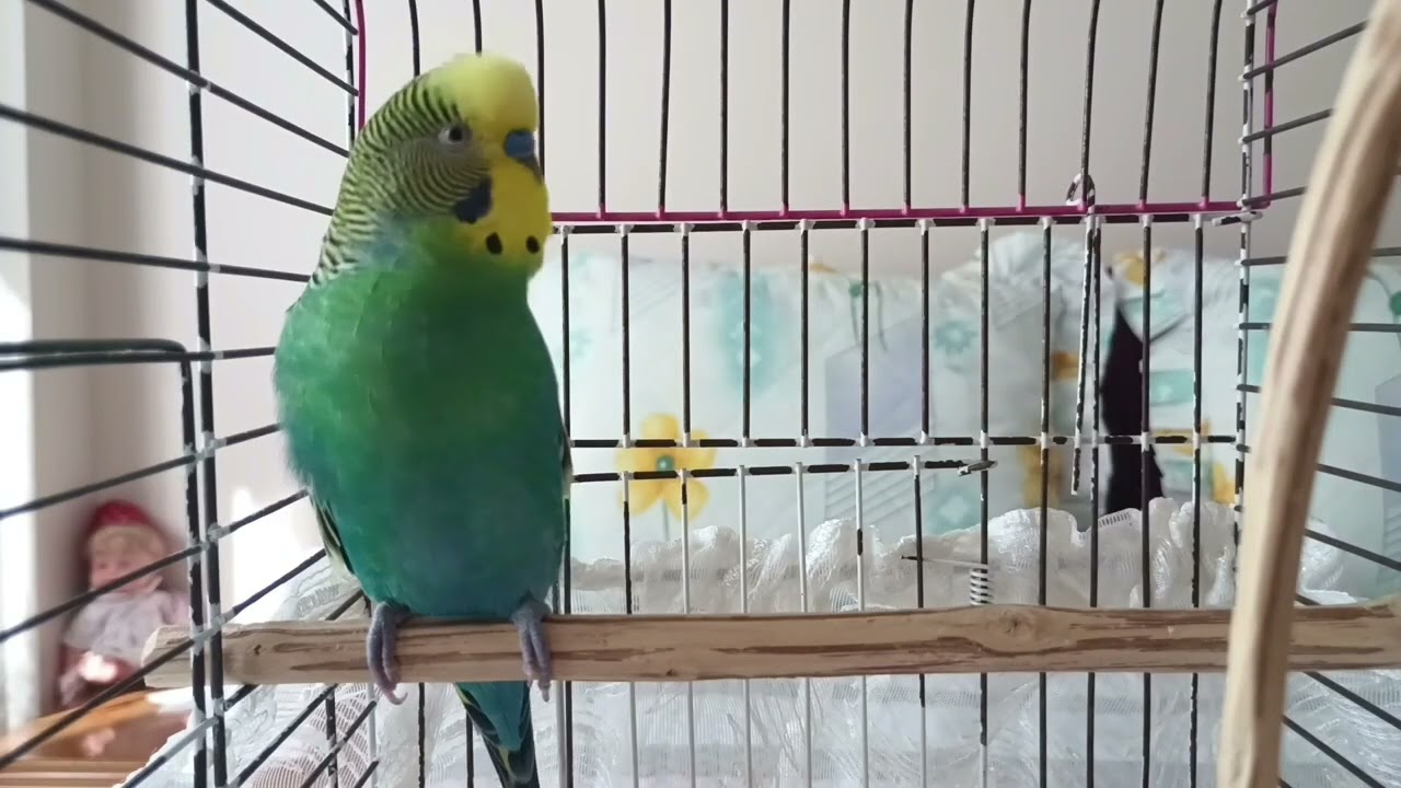 2 Saat Boyunca Kuşunuzun Favori Sesi 🐦 Mutluluk & Çağırma Sesi 🐦 #budgies #muhabbetkuşu