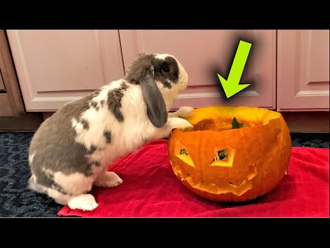 rabbit pumpkin