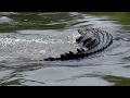 Big Crocodile Crosses Road | Cahills Crossing, NT Australia