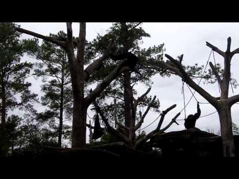 Siamangs (Hylobates syndactylus) : Riverbanks Zoo , Columbia SC
