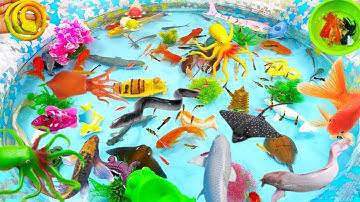 SINH VẬT BIỂN,CÁ MẬP,CÁ HEO,CÁ SẤU,CÁ TRÊ,CÁ RÔ,ỐC MƯỢN HỒN,SỨA,CHIM CÁNH CỤT