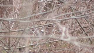 8pt buck mounting doe 12 13 20 8pt buck mounting doe 12 13 20