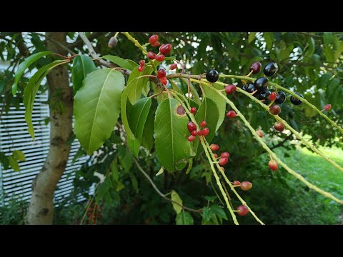 Portuguese Laurel Cherry is really bitter (Prunus lusitanica)