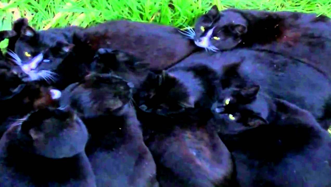 Cats Of Great Fortune.mp4