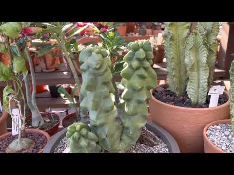 Video: Totem Pole Cactus Care - Totem Pole Cactus -kasvien kasvattaminen