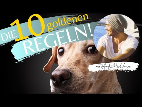 Video: Hundetraining Zu Hause: Einfache Regeln Und Techniken