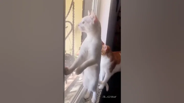 funny cats videos 🤣 #cat #trending #shorts