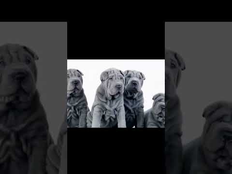 5 Oldest Dog Breed In The World , #olddogs , #saluki , #pitbull , #basenji , #chowchow