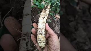 Arrow root ☘️ rhizome 🫚🏡 in my garden vlog 🏡#youtube #viral #explorepage #subscribe #trending #fyp