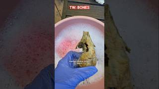 skull pt. 2 #vultureculture #bones #bonehunting #skull #cat #washing #tutorial #fyp #therian #furry