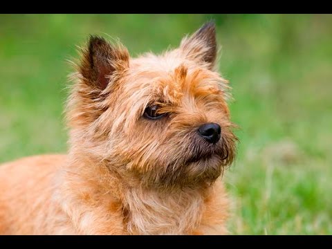 Video: Raza De Perro Cairn Terrier Hipoalergénico, Salud Y Vida útil