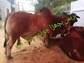 Heavy bulls collection 2023  shahzaib 786