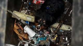 Firefighters Rescue Dog Stuck in Storm Drain