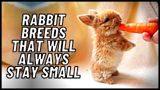 Rabbit Breeds That Will Always Stay Small