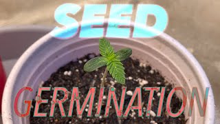 Let’s germinate some cannabis seeds!