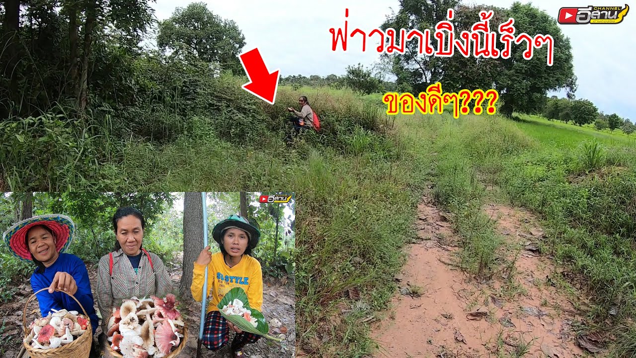 ฟ่าวมาเบิ่งนี้เร็ว!! ของดีๆ?? เข้าโคกหาเก็บเห็ดท่ามกลางฝนตกรินปรอยๆ