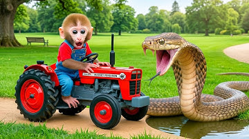 Unbelievable! Brave Little Monkey Fights a Giant Python to Rescue the Duckling