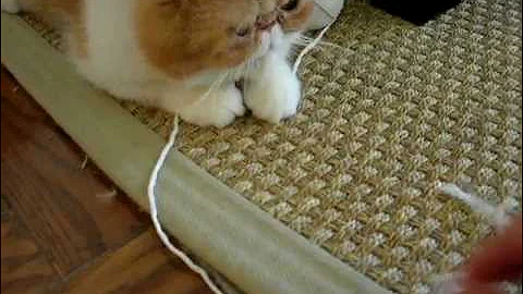 Video 1205571: exotic shorthair cat, shorthair cat faces, adorable cats