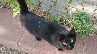 Sweet Black Cat Was So Friendly!😍