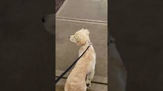 Little Leo Learning To Walk Nicely On The Leash