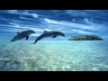  dolphin dreams  melody oceans  zen and relaxation 