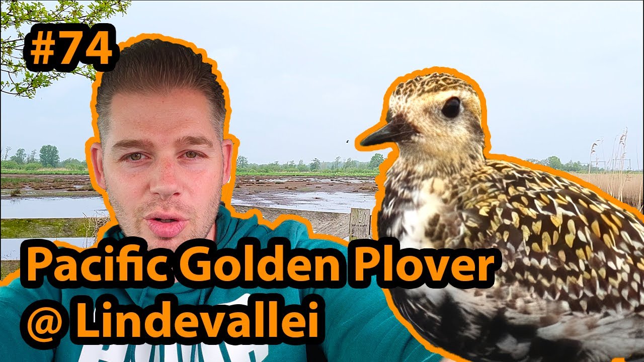 Aziatische Goudplevier/Pacific Golden Plover @ Lindevallei Wolvega