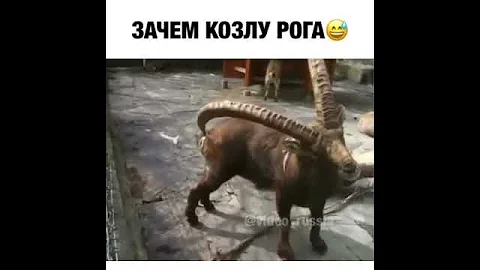 Зачем козлу рога