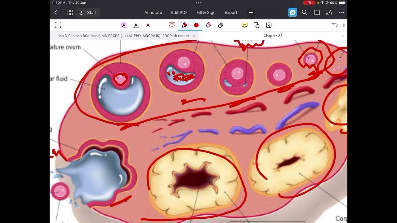 شرح المواد الوزارية لقسم الصيدلة / مرحلة ثانية / physiology / chapter 22 part 2