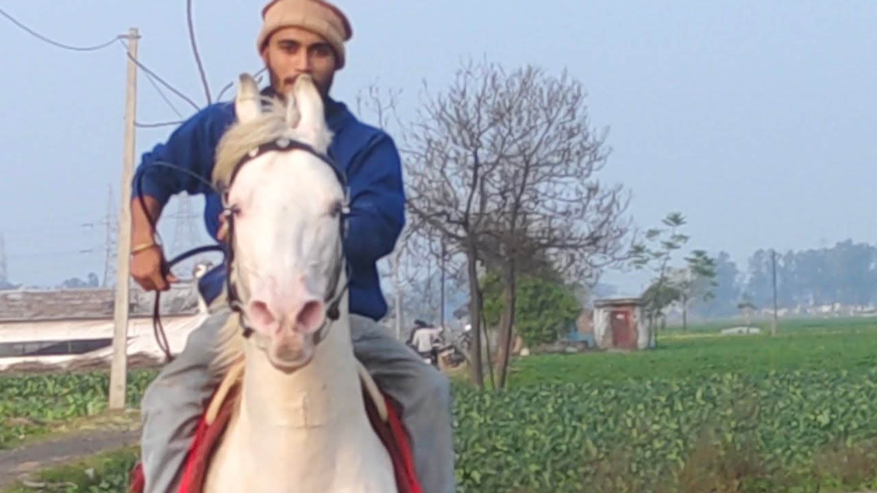 Sambhal Horse riding 🏇  #viral#YouTube