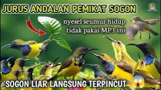 suara pikat burung sogon anti zonk❗ MP3 termahal di dunia