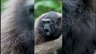 MANTAP 😎 SUARA MONYET LUCU  UWAK UWAK KALIMANTAN  CENAH 😜  🐒