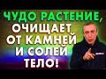 ЧУДО РАСТЕНИЕ ОЧИЩАЕТ ОТ КАМНЕЙ И СОЛЕЙ ТЕЛО! ЖИЗНЬ ДО 100 ЛЕТ БЕЗ БОЛЕЗНЕЙ! Отвар, масло, петрушка