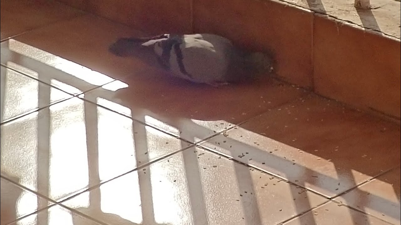 Pata Nahi Kiis Roop Me Aakar  Narayan Mil Jayenge 🙏🙏