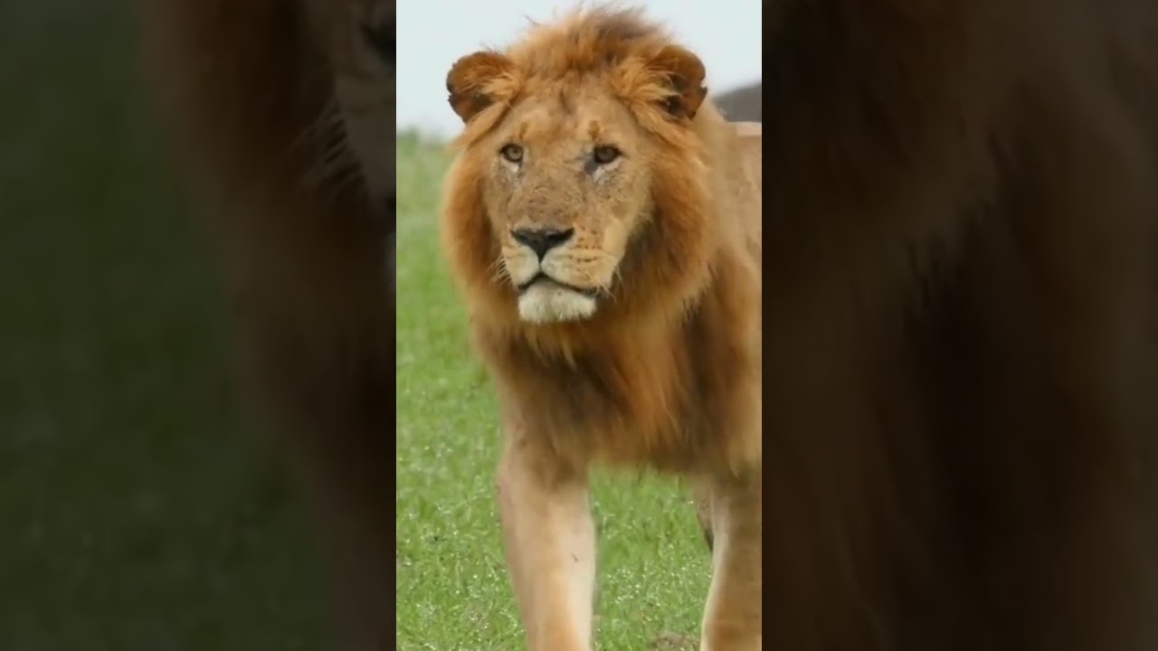 Alphabet Learning Shorts: L is for Lion! (Educational Kids Video)
