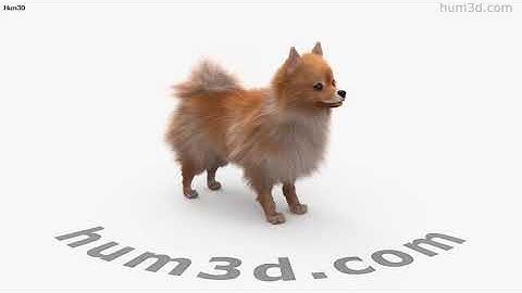 Pomeranian Dog 3D model by 3DModels.org