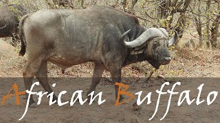 African Buffalo Video (Syncerus caffer) With Sounds & Noises Around Olifants | Stories Of The Kruger