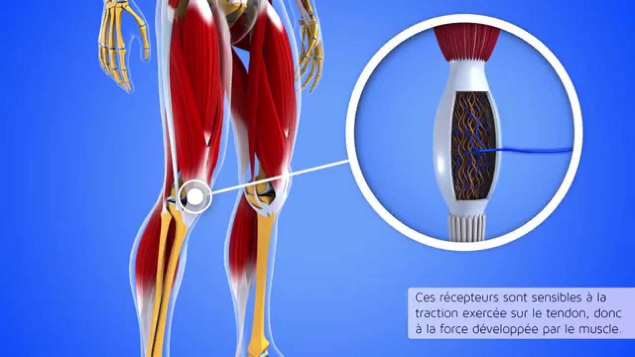 Le réflexe myotatique inverse