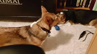 Puppy Corgi wants to Play while Older Sister Does Not