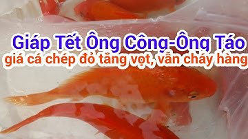 Giáp Tết ông Công ông Táo, giá cá chép đỏ tăng vọt, vẫn cháy hàng.