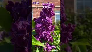 Lilac, 芳香四溢，淡雅、幽香的花香味，盛开的“丁香花” 05/16/2024