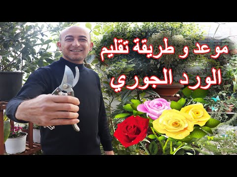 فيديو: متى يجب تقليم الآس؟