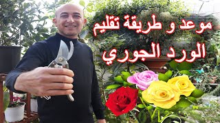 موعد و طريقة تقليم الورد الجوري, The Time and Way of Pruning Roses